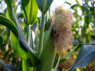 Corn plant develops silk and ears under sunlight