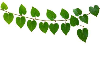 A climbing vine with green, heart-shaped leaves extending from a brown stem