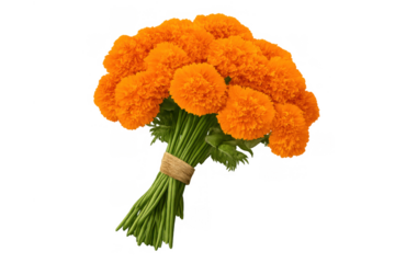 Marigold bouquet featuring vibrant orange flowers bundled stems tied with twine. This floral arrangement represents joy, warmth, and autumn