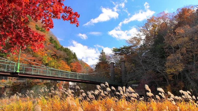 栃木県那須塩原市　秋の紅葉に染まる塩原温泉と山ゆりの吊橋