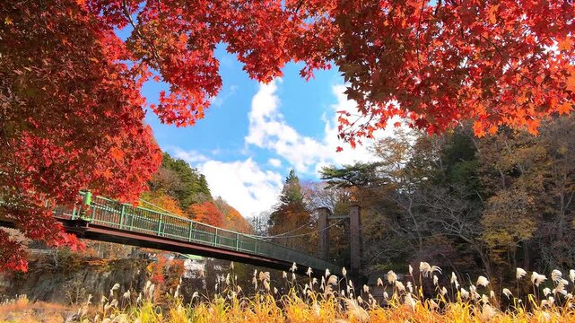 栃木県那須塩原市　秋の紅葉に染まる塩原温泉と山ゆりの吊橋