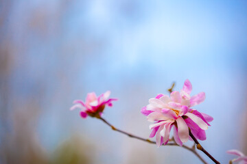 Fototapeta premium Blooming magnolia in spring. Beautiful buds of pink flowers close-up with blurred space for text.