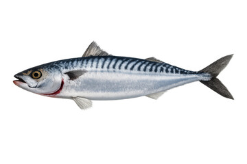 Fototapeta premium Atlantic mackerel showing fresh raw seafood for healthy eating, cooking, and natural omega-3 source, with transparent background