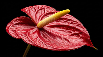 Detail of anthurium isolated on dark background. Spring and tropical flowers