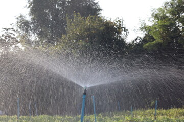 Sprinkler Spraying in Garden: An irrigation system in the garden waters the surrounding plants and foliage in the early morning sunlight