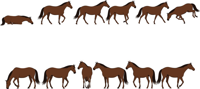 Brown horse character collection featuring flat vector designs of horses in various poses including walking running jumping grazing and lying down for.