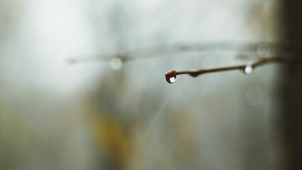 Single raindrop hanging on a thin branch in soft fog 
