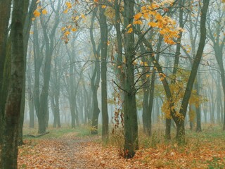 Beautiful autumn forest landscape with orange leaves in thick morning fog 