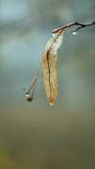Delicate morning dew on a small branch during cold autumn day