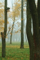 Foggy autumn park with birdhouse on tree and yellow leaves 