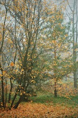 Scenic view of yellow maple leaves in dense autumn mist 