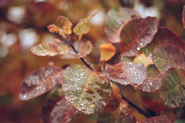 Nature after rain showing detailed water drops on small red shrub leaves