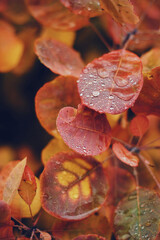 Poetic seasonal background with glowing red foliage and fresh morning rain drops