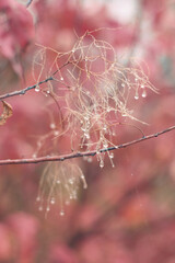 Dew droplets clinging to fragile seed filaments in soft autumn haze 