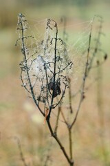 Intricate spider web covered in morning dew on dry autumn plant 