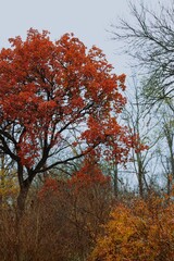 Crimson autumn tree rising from muted thicket under pale sky 