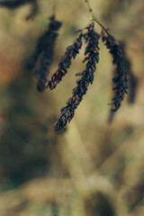 Dark alder catkins in late autumn, soft bokeh woodland background