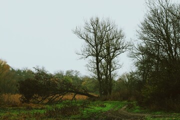 Fallen tree across wet meadow, calm late season countryside scene 