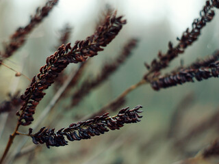 Moody macro of wet catkins hanging from branch on overcast day