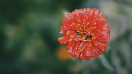 Close up of a weathered orange blossom with soft bokeh background
