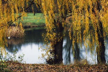 Golden willow branches over calm river in late autumn park 