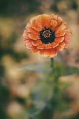 Single orange zinnia flower blooming in a late autumn garden