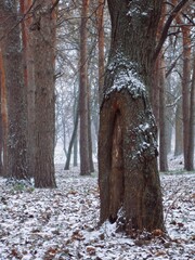 Tall pine trees with red bark in foggy winter atmosphere 