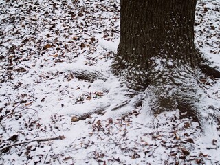 Cold nature scene featuring strong tree base in a snowy park 