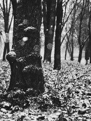 Snow dusted tree bark and falling flakes in quiet winter park