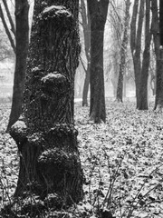 Black and white forest trunk in first snowfall, late autumn calm