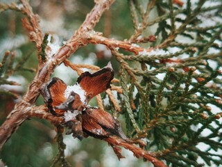 Frozen conifer leaves and woody fruit in a snowy garden