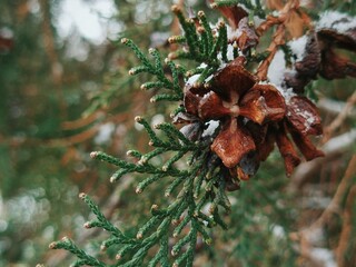 Soft bokeh background with sharp focus on textured cedar cone