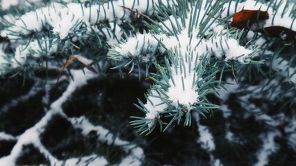 Fresh snow resting on blue spruce needles