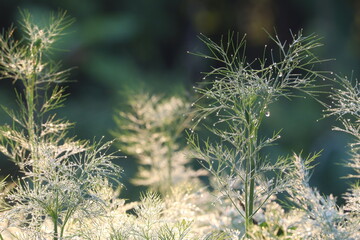 Dew-kissed Foliage: Delicate dill plants with glistening water droplets are bathed in soft light, creating a serene and refreshing image of nature's beauty.