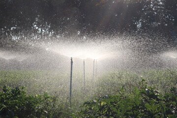 Irrigation system in field: An irrigation system in operation, spraying water across a cultivated field under the sun. Capturing agricultural progress.