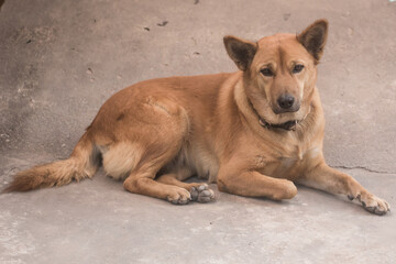 Thailand stray dog looking on floor
