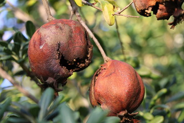 Rotten pomegranate fruit on the tree in the garden