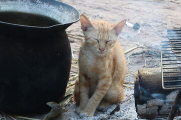 Content Kitten Amidst Culinary Scene: A serene ginger kitten with eyes gently closed, nestled within an outdoor cooking setting, offering a glimpse into rustic charm.