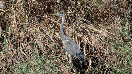 Great Blue Heron (Ardea herodias) in the wild