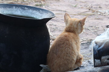 Curious Kitten's Contemplation: An endearing orange kitten gazes intently into the distance, sitting beside a rustic cooking pot, with an aura of thoughtful contemplation and curiosity.