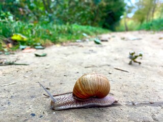 a snail crawling on a dirt road