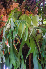 Holttum's Staghorn fern (genus Platycerium), known in Indonesia as Simbar Menjangan, is a type of epiphytic fern that is popular as an ornamental plant because the shape of its leaves resembles deer a