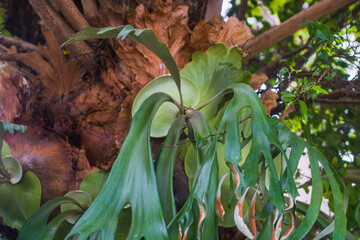 Holttum's Staghorn fern (genus Platycerium), known in Indonesia as Simbar Menjangan, is a type of epiphytic fern that is popular as an ornamental plant because the shape of its leaves resembles deer a
