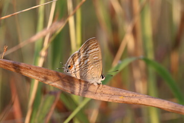 Butterfly Perched on a Branch: A delicate butterfly, with intricate wing patterns, finds rest on a slender branch amid a backdrop of natural foliage. A moment of serenity captured in nature.