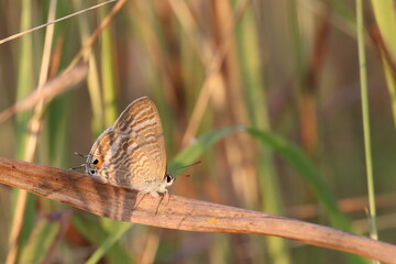 Butterfly's Perch: A delicate butterfly finds its rest, delicately perched on a slender stem. The scene captures the beauty of nature.
