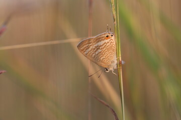 Butterfly in Natural Habitat: A vibrant butterfly delicately clings to a slender blade of grass in a serene natural setting, showcasing the delicate beauty of insect life.