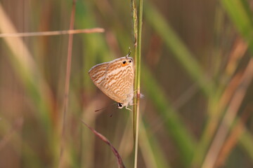 Tiny Butterfly on a Blade of Grass: A delicate butterfly, with intricate wing patterns, perches gently on a blade of grass. Its presence brings a moment of serenity amidst the vibrant green blades.