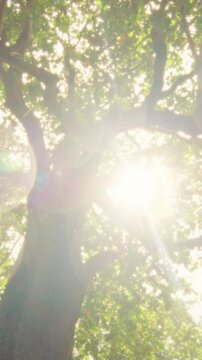 Golden light filters through branches, Warm golden rays seep through dense foliage while pollen dances in air