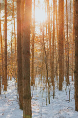 Obraz premium Snowy winter cold forest. Sun rays break through tree branches