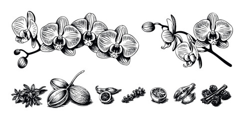 Detailed black and white engraving of exotic orchid blossoms, delicate flower buds, aromatic herbs, and culinary spices, ideal for organic product marketing and culinary guides.